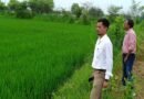 बीज उत्पादन कार्यक्रम के तहत बेमेतरा जिले में 1296 हेक्टेयर क्षेत्र का फसल पंजीयन