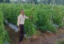 करेले की उन्नत खेती से चमकी किसान नारायण प्रसाद वर्मा की किस्मत