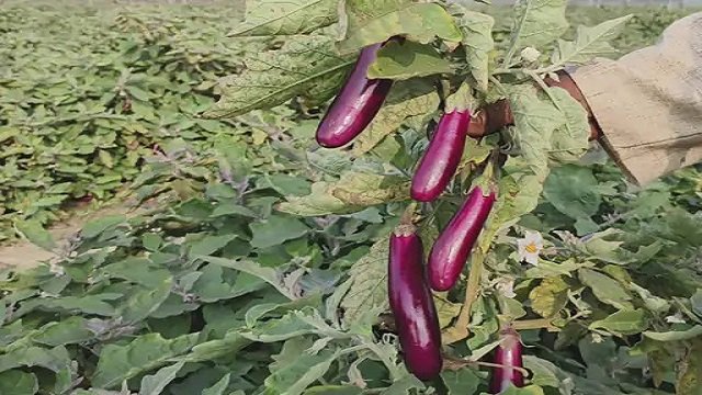 रायगढ़ के किसान ने ग्राफ्टेड टमाटर और बैंगन की खेती से कमाए 4.25 लाख